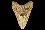 Fossil Megalodon Tooth - North Carolina #109856-1